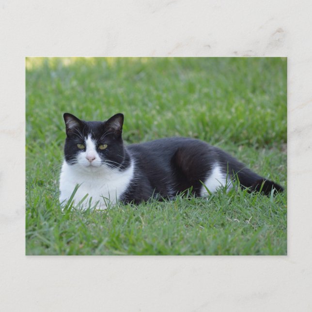 Cartão Postal Foto bonito de Gato de Tuxedo Preto e Branco (Frente)