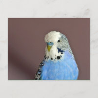 Foto bonito de periquito azul