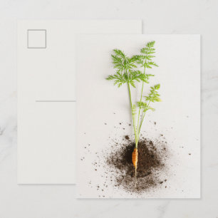 Cartão Postal Foto botânica minimalista de cenoura broto