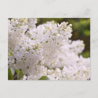 Cartão Postal Foto branca bonito dos Lilacs