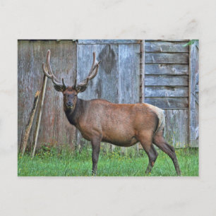 Cartão Postal Foto Bull Elk de 6 pontos