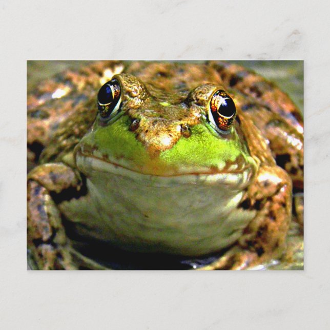 Cartão Postal Foto Bullfrog (Frente)