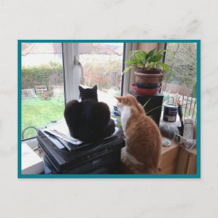Cartão Postal Foto Cartão-postal 8 Cats View - Beleza Natural