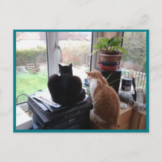 Cartão Postal Foto Cartão-postal 8 Cats View - Beleza Natural