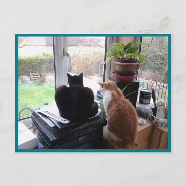 Cartão Postal Foto Cartão-postal 8 Cats View - Beleza Natural (Frente)