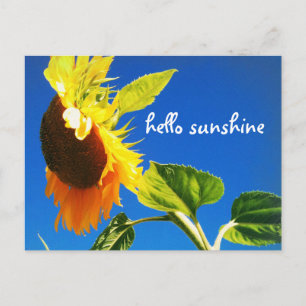 Cartão Postal Foto Chic Yellow Sunflower Hello Sunshine Script
