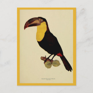 Cartão Postal Foto colorida de tucano com garganta amarela Vinta