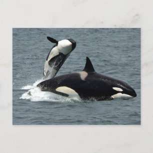 Cartão Postal Foto da Baleia Assassina do Alaska