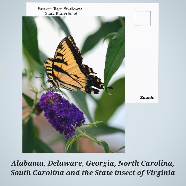 Cartão Postal Foto da Borboleta Estadual do Swallowtail de Tigre (Criador carregado)