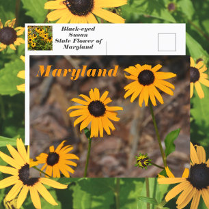 Cartão Postal Foto da Flor do Estado de Maryland Black-eyed Susa