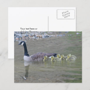 Cartão Postal Foto da Mãe Ganso do Canadá e seus Filhotes na Nat