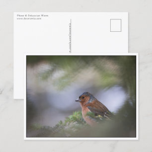 Cartão Postal Foto da natureza Chaffinch comum