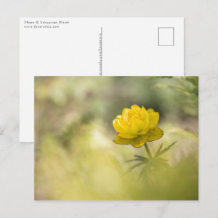 Cartão Postal Foto da Natureza da Flor Amarela