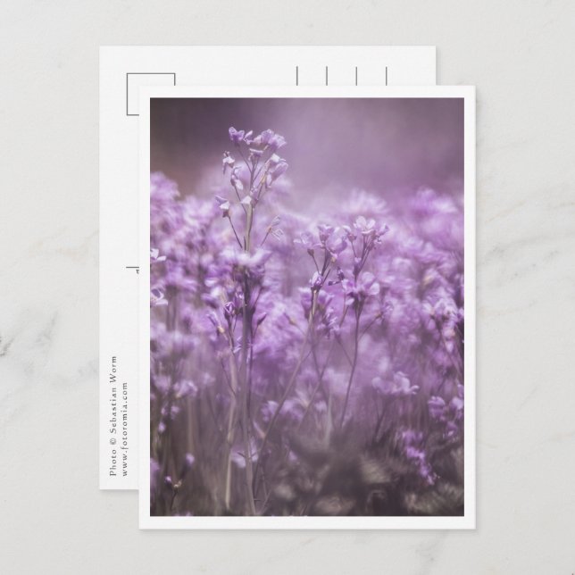 Cartão Postal Foto da Natureza da Flor Cuckoo (Frente/Verso)