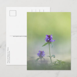 Cartão Postal Foto da Natureza da Flor Prunella