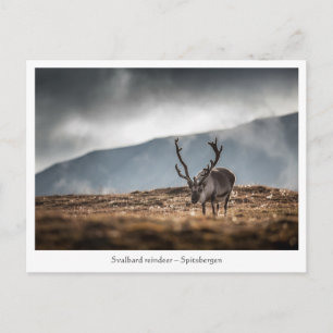 Cartão Postal Foto da Natureza da Rena de Svalbard