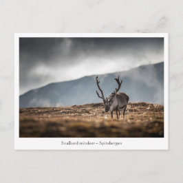 Cartão Postal Foto da Natureza da Rena de Svalbard