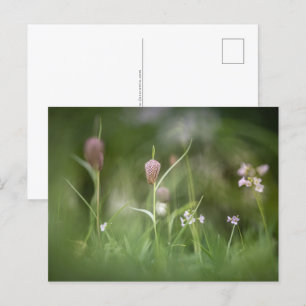 Cartão Postal Foto da Natureza das Flores