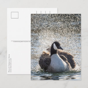 Cartão Postal Foto da natureza de Bathing Goose