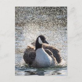 Cartão Postal Foto da natureza de Bathing Goose