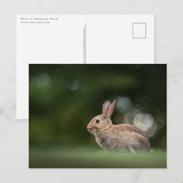 Cartão Postal Foto da Natureza de Coelho (Frente/Verso)