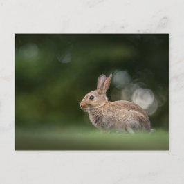 Cartão Postal Foto da Natureza de Coelho