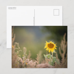 Cartão Postal Foto da Natureza de Girassol
