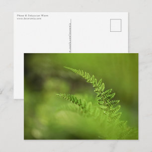 Cartão Postal Foto da Natureza de Samambaia Verde