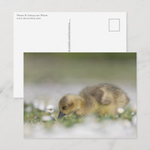 Cartão Postal Foto da natureza de um ganso fofo