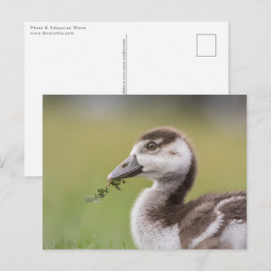 Cartão Postal Foto da Natureza de um lindo ganso