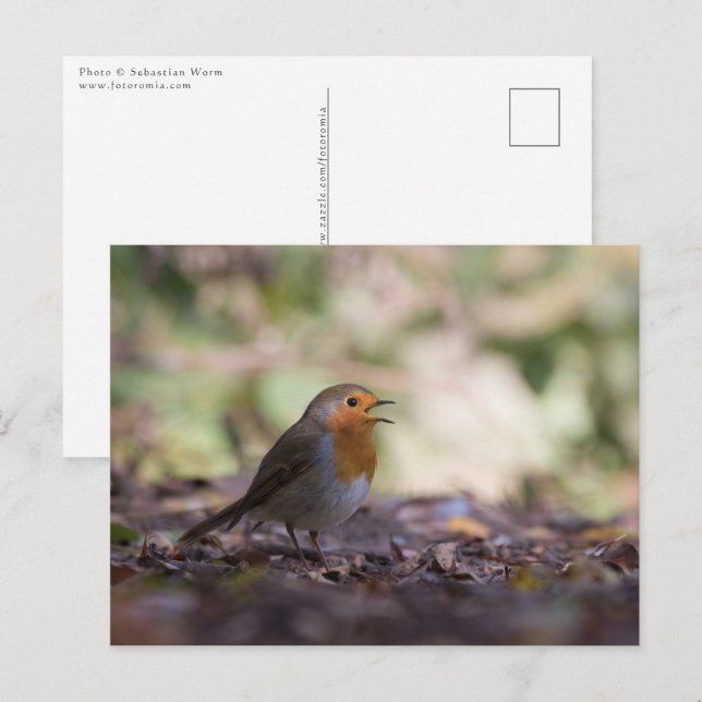 Cartão Postal Foto da Natureza de um Robin (Frente/Verso)