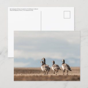 Cartão Postal Foto da Natureza do Barnacle Geese