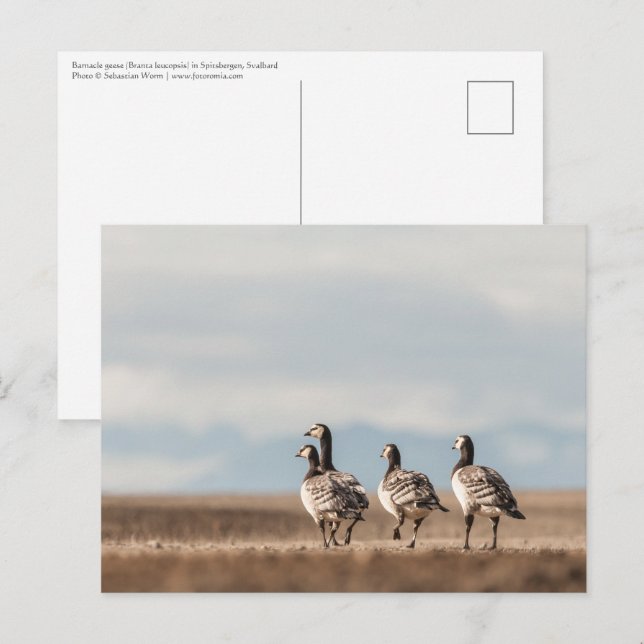 Cartão Postal Foto da Natureza do Barnacle Geese (Frente/Verso)
