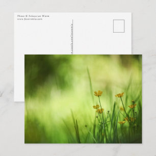 Cartão Postal Foto da natureza do botão amarelo