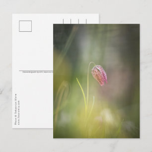 Cartão Postal Foto da Natureza do Chess Flower