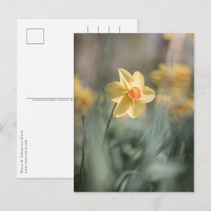 Cartão Postal Foto da natureza do Daffodil do Flor Amarelo