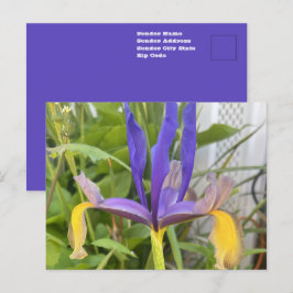 Cartão Postal Foto da Natureza do Jardim Exterior da Flor Íris R