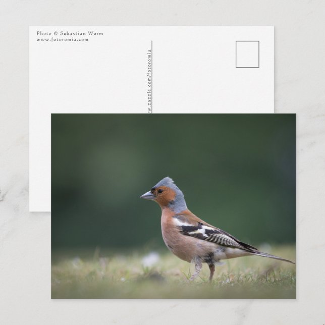 Cartão Postal Foto da Natureza do Pássaro Chaffinch (Frente/Verso)