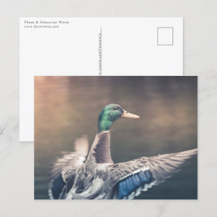 Cartão Postal Foto da Natureza do Pato Aterrissado
