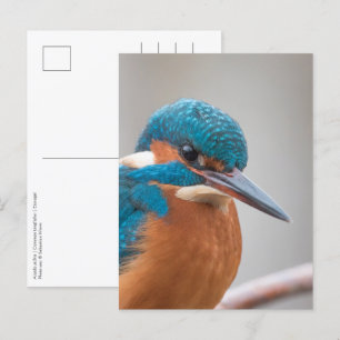 Cartão Postal Foto da natureza do pescador comum
