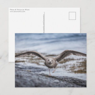 Cartão Postal Foto da Natureza do Seagull