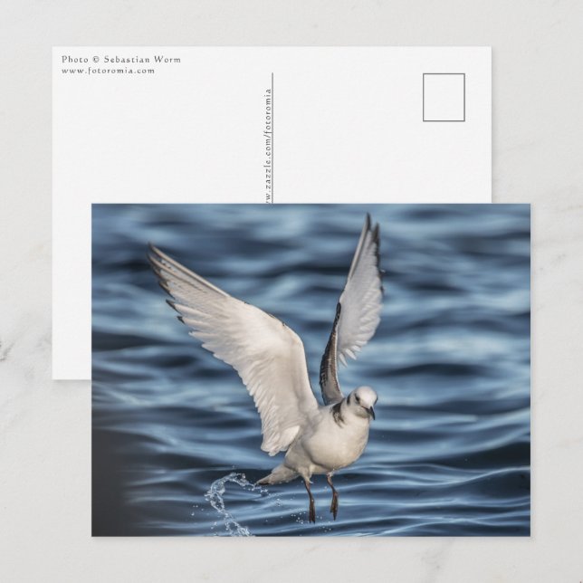 Cartão Postal Foto da Natureza do Seagull (Frente/Verso)