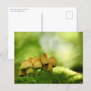 Cartão Postal Foto da natureza dos cogumelos