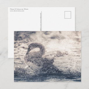 Cartão Postal Foto da Natureza Swan