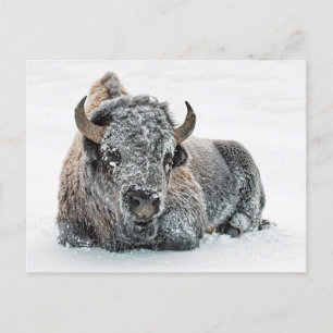 Cartão Postal Foto da Neve de Buffalo