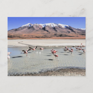 Cartão Postal Foto da paisagem boliviana com flamingos