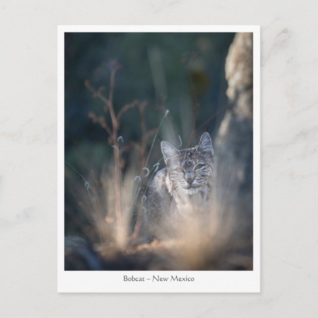 Cartão Postal Foto da Paisagem do Novo México (Frente)