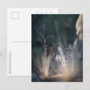 Cartão Postal Foto da Paisagem do Novo México