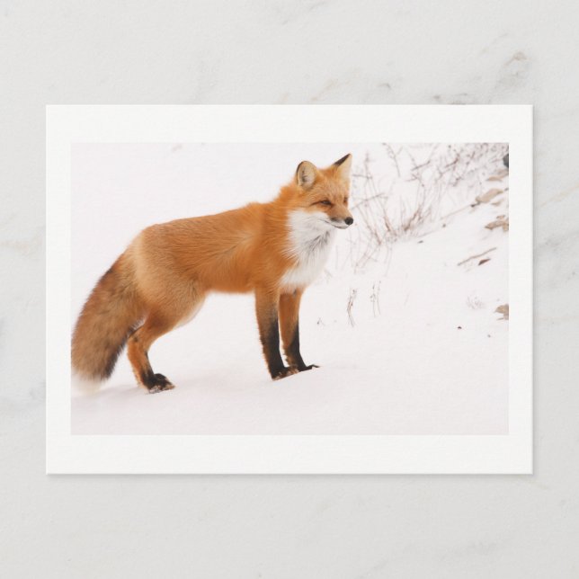 Cartão Postal Foto da Red Fox Nature Wildlife (Frente)