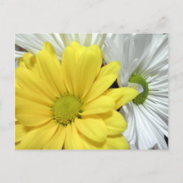 Cartão Postal Foto das flores da margarida branca amarela das ma